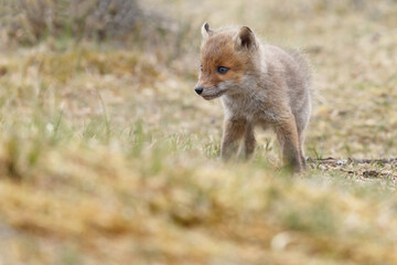 Wall Mural - red fox cubs in nature