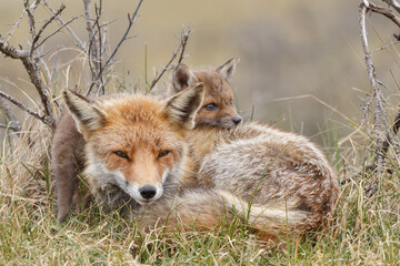 Wall Mural - red fox cubs in nature