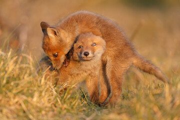 Wall Mural - red fox cubs new born in springtime.
