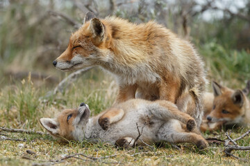 Wall Mural - red fox cubs new born in springtime.