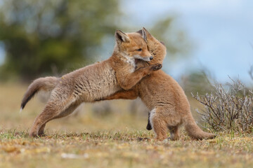 Wall Mural - red fox cubs new born in springtime.