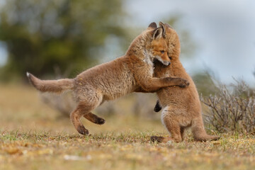 Canvas Print - red fox cubs new born in springtime.