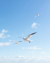Beautiful Sea Gulls On A Background Of Blue Sky.