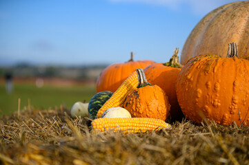 pumpkins and squashes in an autumn field with hay bale