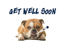 English Bulldog Looking At The Camera With A Thermometer In Its Mouth With Text Get Well Soon On A White Background