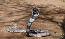 Royal Cobra In Sri Lanka