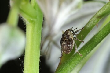 weevil beetle on raspberry plant