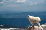 Fototapeta Na ścianę - Mountain Goat stands in the snowy landscape on top of Mt. Evans.