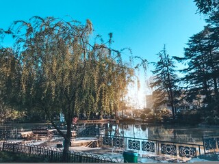 Wall Mural - evening in the park