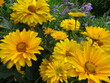 Żółte kwiaty w ogrodzie