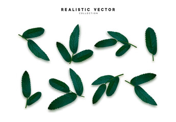 Poster - Leaves from the tree. set of realistic simple petals and leaves. Vector illustration