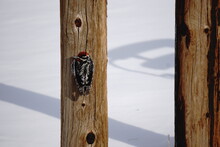 Woodpecker On A Pole