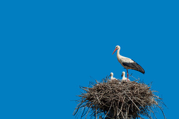 white stork in the nest