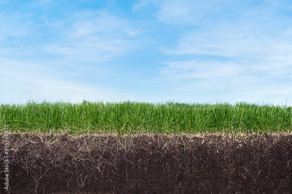 Green section of a grass with the soil and roots under blue sky Stock ...