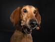 Close up studio portrait of a brown Segugio Italiano dog making a funny face while catching a treat.