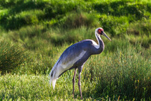 Sandhill Crane (Antigone Canadensis)  In Green Grass Natural Environment. Cranes Often Considered The World's Tallest Flying Birds