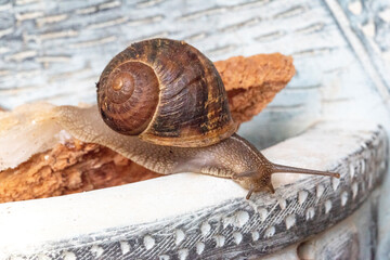 Nice adult snail climbing on a tree branch towards a flowerpot at sunrise on a background of diffuse and colorful blue sky