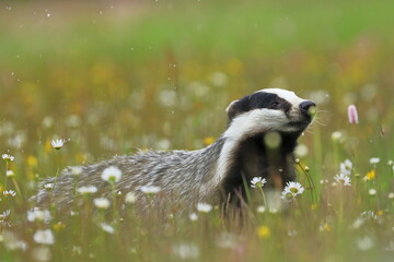 european badger (meles meles) peeks out from flower meadow. cute wild animal in fresh spring rain. w