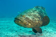 A large Goliath Grouper, Epinephelus itajara, an endangered species underwater off the Florida Keys