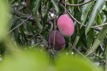 Wall Mural - watching mangoes through the leaves
