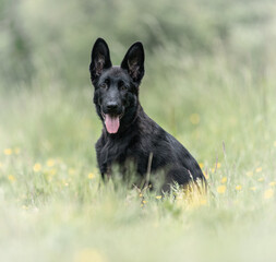 German shepherd puppy sitting in grass
