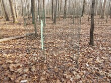 Trees In Forest Or Woods With Brown Leaves And Wire Fence Around Sapling