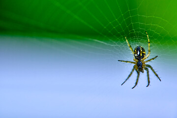 Spider hangs on the web general plan color