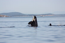 Southern Resident Orca Whale Spyhops 
