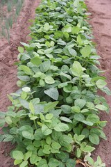 Canvas Print - Green soybeans cultivation / Boiled green soybeans are called Edamame in Japan and are a very popular snack with beer.
