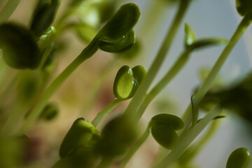 close up of water drops on a green sprout leaf