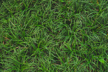 grass green leaf texture background