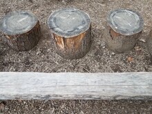 Tree Stumps And A Wood Log