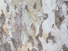 Tree With Rough Layered Grey Bark