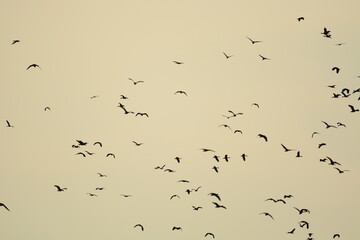 Poster - flock of birds