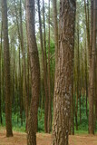 Fototapeta Las - beautiful pine forest. Latin name for pine is Pinus. Pine forests are widely spread throughout the world.