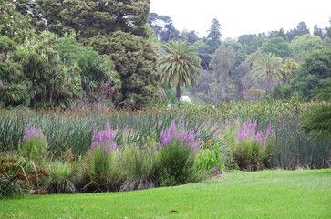 Beautiful Australian garden featuring purple Lythrum salicaria, jacarandas,daisies and english garden plants, featuring rusty wrought iron garden edging.