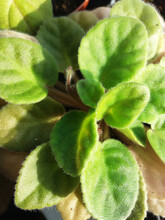 
Green Violet Leaves