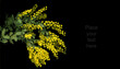 Closeup of beautiful bright yellow wattle flowers with green grey leaves on a black background
