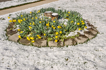 Wall Mural - Daffodil Blooms and Blossoms in the Snow