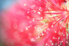Closeup Of Stunning Red Bottle Brush Flower