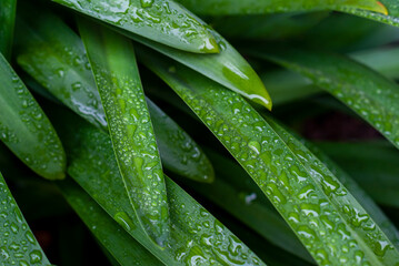 Green long leaves