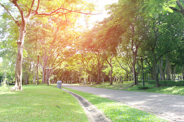 Wall Mural - Stone Pathway in the Green Park with burst light