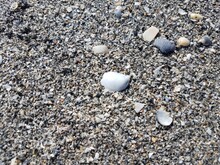 Shells And Wet Sand And Pebbles At Beach