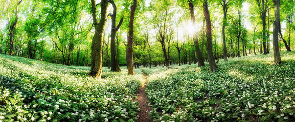 Wall Mural - Spring forest with blooming white flowers and sun. Wild garlic - Carpathian mountain