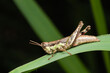 grasshopper nymph on grass leaf
