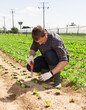 © JackF - Farm worker planting lettuce seedlings