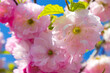 © Sunny11bunny - Beautiful pink flowers, young green leaves and blue sky