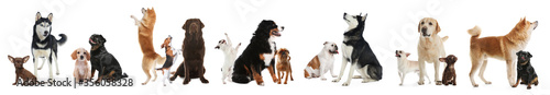 Fotografía Collage with different dogs on white background. Banner design