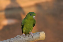 The Barred Parakeet Bolborhynchus Lineola , Also Known As Lineolated Parakeet, Catherine Parakeet Or Linnies For Short Perched On The Log