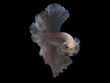 oil paint siames fighting fish..betta splendens fish.and black background.